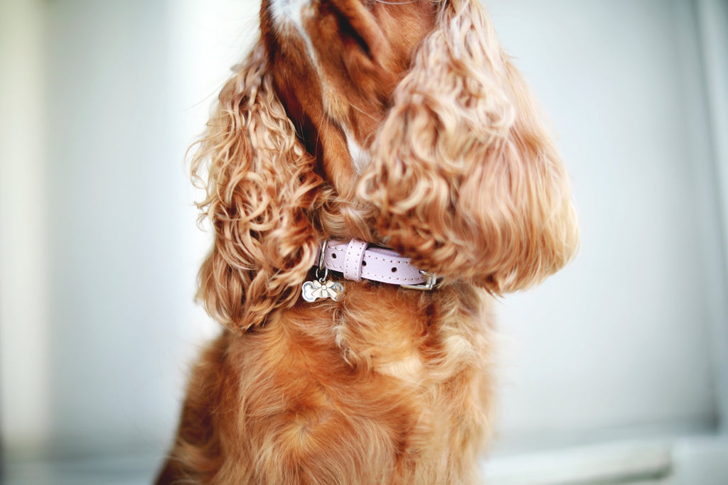 Introducing... A sophisticated collection of leather collars and leads