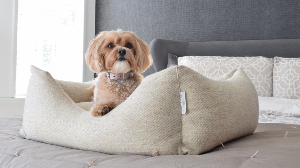 Why a wool dog bed | A closer look at the Stockwell Collection